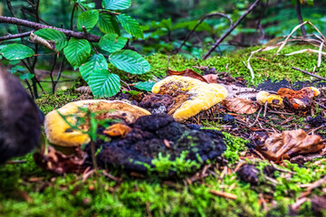 Macro  - Forest - Europe, Romania, Suceava region