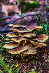 Macro  - Forest - Europe, Romania, Suceava region