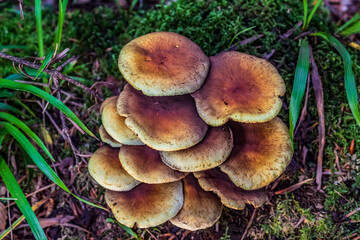 Macro  - Forest - Europe, Romania, Suceava region