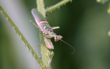 Praying Mantis on Thorny Stem