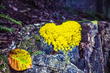 Macro  - Forest - Europe, Romania, Suceava region