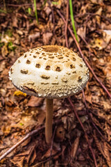 Macro  - Forest - Europe, Romania, Suceava region