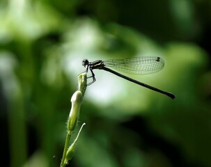 Damselfly perched on a stem