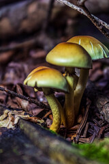 Macro  - Forest - Europe, Romania, Suceava region