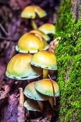Macro  - Forest - Europe, Romania, Suceava region