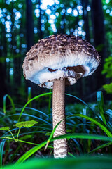 Macro  - Forest - Europe, Romania, Suceava region