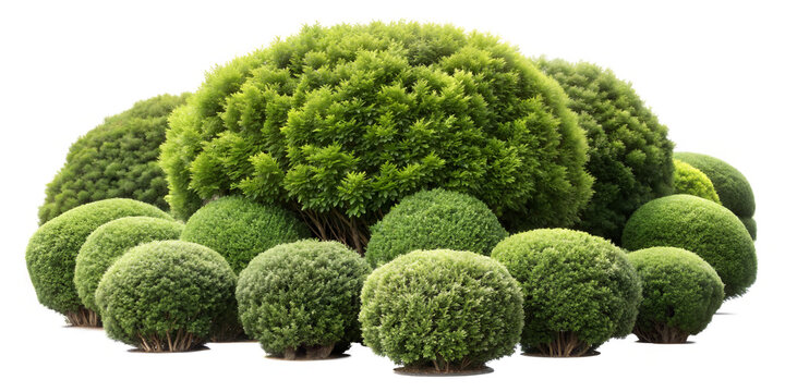 Collection of well-trimmed ornamental shrubs and topiary, including Boxwood, Japanese Holly, and Dwarf Alberta Spruce, arranged in landscape, isolated on a transparent background. PNG, Cut-out