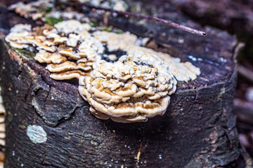 Macro  - Forest - Europe, Romania, Suceava region