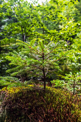 Macro  - Forest - Europe, Romania, Suceava region