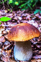 Macro  - Forest - Europe, Romania, Suceava region