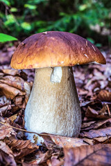 Macro  - Forest - Europe, Romania, Suceava region