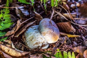 Macro  - Forest - Europe, Romania, Suceava region