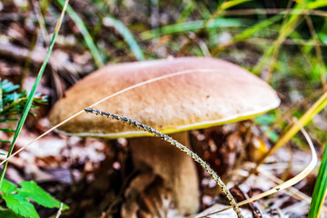 Macro  - Forest - Europe, Romania, Suceava region