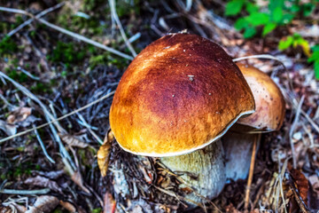 Macro  - Forest - Europe, Romania, Suceava region