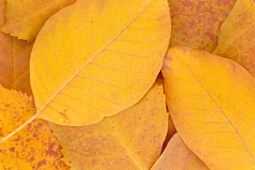 close up of yellow autumnal walnut tree and ash tree leaves