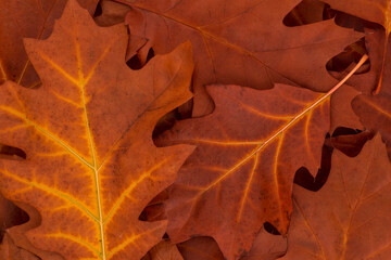 close up of autumnal brown oak tree leaves
