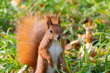 Close up view of a red squirrel captured at the Lazienki park, Warsaw, Poland.