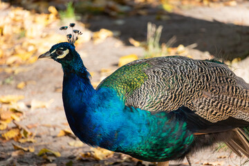 Obraz premium Colorful peacock bird in Warsaw's Royal Baths Park (Lazienki Krolewskie) in Warsaw, Poland.