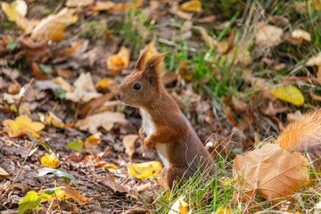 Close up view of a red squirrel captured at the Lazienki park, Warsaw, Poland.
