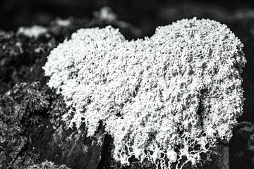 Macro  - Forest - Europe, Romania, Suceava region