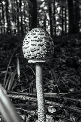 Macro  - Forest - Europe, Romania, Suceava region