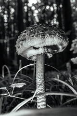 Macro  - Forest - Europe, Romania, Suceava region