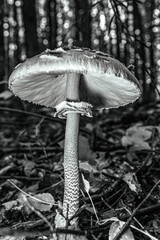Macro  - Forest - Europe, Romania, Suceava region