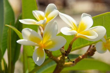 Plumeria żółta.