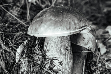 Macro  - Forest - Europe, Romania, Suceava region