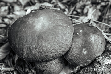 Macro  - Forest - Europe, Romania, Suceava region