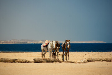 Konie na pustyni w Marsa Alam. Egipt. © wojwarm