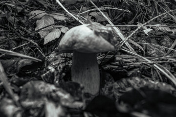 Macro  - Forest - Europe, Romania, Suceava region