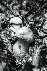 Macro  - Forest - Europe, Romania, Suceava region
