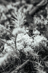 Macro  - Forest - Europe, Romania, Suceava region