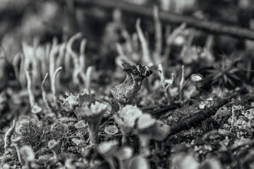 Macro  - Forest - Europe, Romania, Suceava region