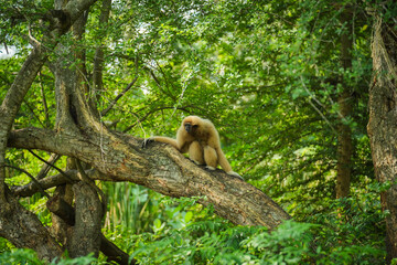 common gibbon or white-handed gibbon on tree