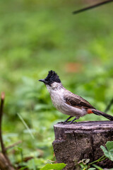 Sooty-headed Bulbul perched on a tree stump In the green forest