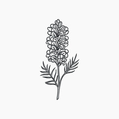 Fototapeta premium Hand drawn grevillea flower illustration. Australian native plant