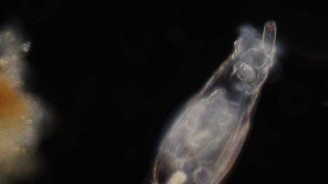 Methods of study of Protozoa, Algae and bacteria under the microscope in the biology laboratory.