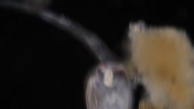 Methods of study of Protozoa, Algae and bacteria under the microscope in the biology laboratory.