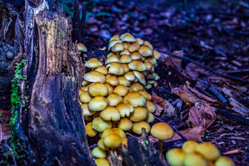 Macro  - Forest - Europe, Romania, Suceava region