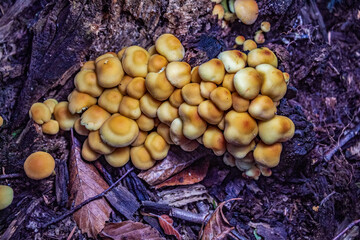 Macro  - Forest - Europe, Romania, Suceava region