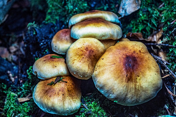 Macro  - Forest - Europe, Romania, Suceava region