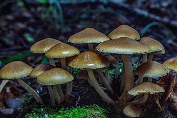 Macro  - Forest - Europe, Romania, Suceava region