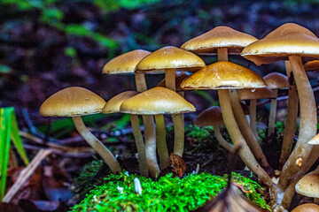 Macro  - Forest - Europe, Romania, Suceava region