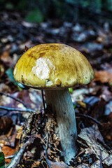 Macro  - Forest - Europe, Romania, Suceava region