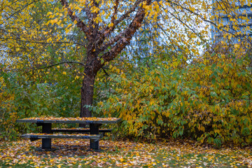 Beautiful Colour Autumn Fall Maple Leaves, A Tree With A Table, Canada