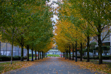 Beautiful Colour Autumn Fall Maple Trees, Leaves, Road, Canada