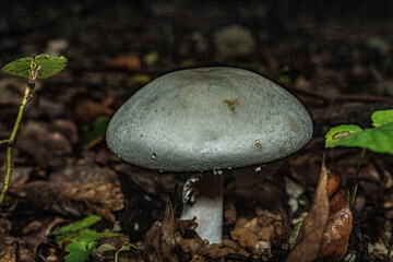Macro  - Forest - Europe, Romania, Suceava region
