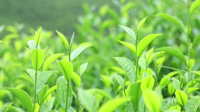 Fresh tea leaves waving in tea plantation, India